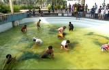 Foreign tourists like catching fish with bared hands