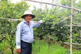 Xã Hiếu Liêm, huyện Bắc Tân Uyên: Để vườn cam thêm “ngọt”