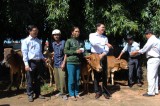 Vietcombank Bình Dương trao tặng 100 bò giống cho các hộ nghèo