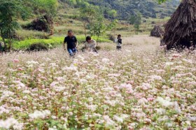 首届荞麦花节在河江省同文县岩石高原举行