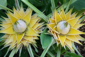 Chuối tài lộc cho Tết Bính Thân