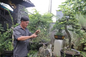 Làm giàu từ nghề trồng cây cảnh