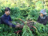Nông dân xả hàng, xuất khẩu càphê của Việt Nam có thể tăng kỷ lục