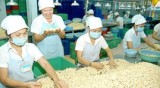 Vietnam’s raw cashew imports surge