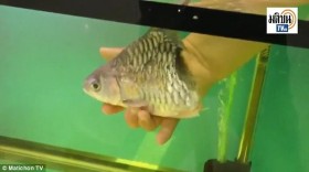 Cá sống thêm đến nửa năm dù chỉ có mỗi đầu