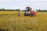 Tài trợ 66 tỷ đồng để làm chủ công nghệ chọn tạo giống lúa mới