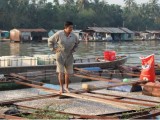 Cá chết hàng loạt trên sông Đồng Nai: Nước không đạt quy chuẩn