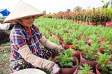Thị trường hoa tết Bính Thân: Người trồng hoa phấn khởi