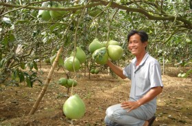 Bưởi ngọt Bạch Đằng vào mùa