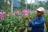 Orchid-planting model brings hi-economic efficiency