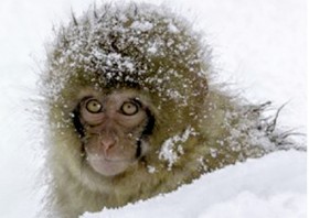 Món óc khỉ của Từ Hy Thái hậu