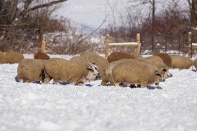 Kỳ lạ loài lợn có lông xù như cừu và khôn như chó