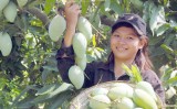 Cultivating sustainable agriculture in Vietnam