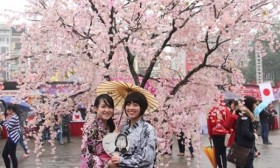 2016年下龙樱花节将于本月18日开幕