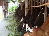 Tìm hướng ra bền vững cho nghề chăn nuôi bò sữa – Kỳ 1