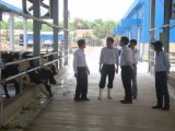 Tìm hướng ra bền vững cho nghề chăn nuôi bò sữa- Kỳ 2