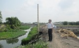 Người nuôi cá lóc ở phường Thái Hòa, TX.Tân Uyên: Gặp khó vì nước sông ô nhiễm