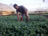 Measures on consumption market for VietGap vegetables