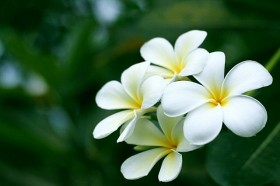 Hạnh phúc là biết sống hài lòng…