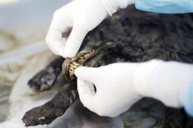 Giống chó cổ bị đóng băng từ 12.400 năm trước sắp được "hồi sinh"