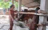 Beef husbandry – A new profitable direction of Long Nguyen commune’s people