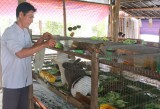 Phường Vĩnh Phú, TX.Thuận An: Nhiều mô hình nông nghiệp đô thị hiệu quả