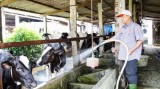 Huyện Bàu Bàng: Phát triển kinh tế tập thể gắn với xây dựng nông thôn mới