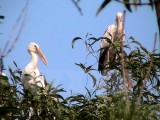 Endangered openbill storks migrate to Dien Bien