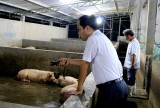 Binh Duong animal husbandry gradually repel banned substances