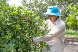 Thành lập Câu lạc bộ các trang trại cây có múi: Hướng đi cần thiết của huyện Bàu Bàng
