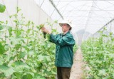 Melon growing – A new direction of farmers in An Binh commune, Phu Giao district