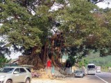 Ancient banyan in Thua Thien–Hue named heritage tree