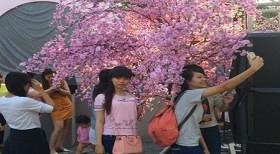 2016年樱花节在胡志明市开幕