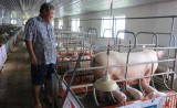 Thương lái Trung Quốc thu mua heo thịt: Không nên chạy theo giá cả nhất thời