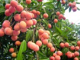 越南加大水果出口力度