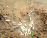 Công bố nguyên nhân gây ra việc cá chết hàng loạt trên sông Bưởi