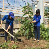 Thị đoàn Thuận An thực hiện công trình thanh niên trồng cây xanh hành động vì môi trường xanh
