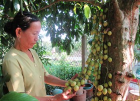 Chi hội trưởng hội nông dân làm theo lời Bác