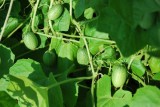 14 loại rau củ bạn thường xuyên ăn và có thể trồng bằng chậu lớn nhanh như thổi