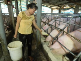 Hội LHPN phường Thới Hòa, TX.Bến Cát: Đoàn kết giúp nhau vươn lên