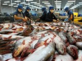 More Vietnamese catfish exporters qualify for US market