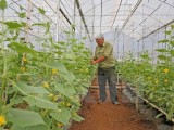 New Zealand funded vegetable project benefits Binh Dinh