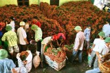 Agricultural sector focuses on recovering growth