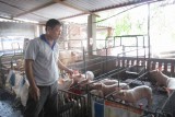 Nông dân xã Tân Thành, huyện Bắc tân Uyên: Đa dạng cách làm để giúp nhau thoát nghèo