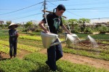 Hoi An offers unique farming experience to eco-tourists