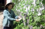 Xã Tân Thành, huyện Bắc Tân Uyên: Chị em cùng nhau trồng rau sạch tại nhà