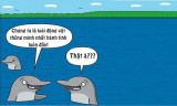 Lý do cá heo là loài động vật thông minh nhất hành tinh
