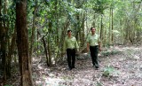 Protective forest under Dau Tieng’s Cau Mountain: Sustainable management, potential exploitation