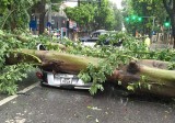 Mưa ngập, cây đổ hàng loạt trên phố Hà Nội