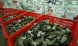 Vietnam, US strike deal to end shrimp fight